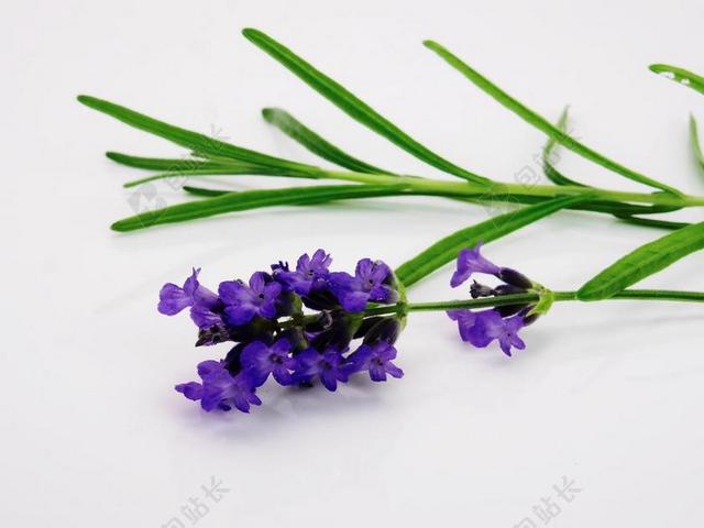 紫色浪漫特写植物花朵背景图片
