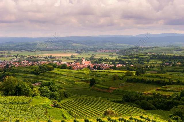 景观 葡萄园 梯田 夏季 KAISERSTUHL 假期 徒步旅行