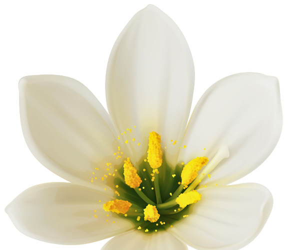 白色花瓣花朵素材