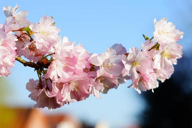 樱花 日本樱花 气味 开花 观赏樱花 春天 粉红色 盛开