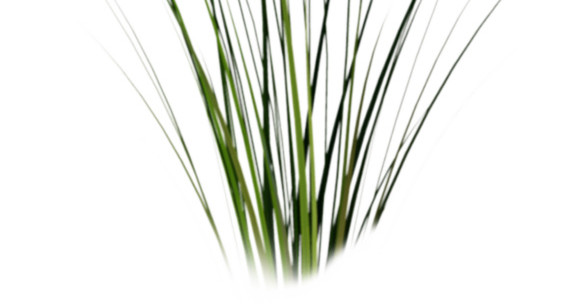 草地青草素材