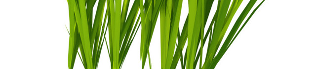 草地青草素材