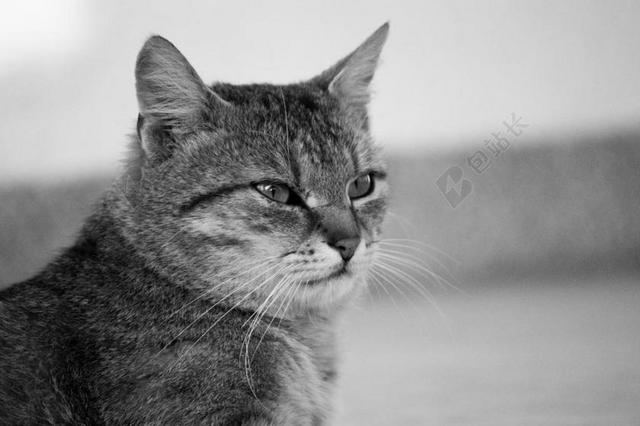 黑白广告可爱猫咪眺望远方宣传背景图片