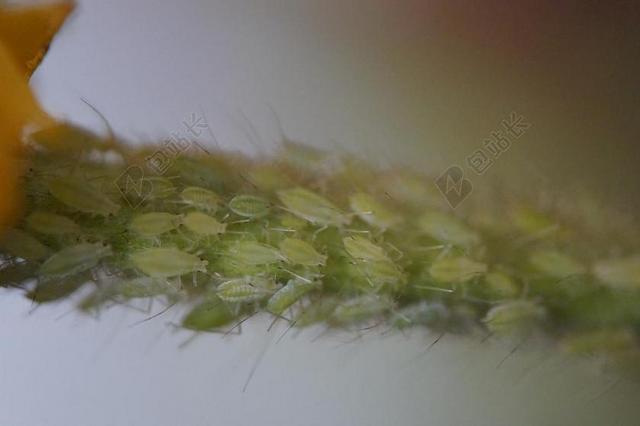 害虫 虱子 蚜虫 科 鼠患 为患 绿色 质量 定量