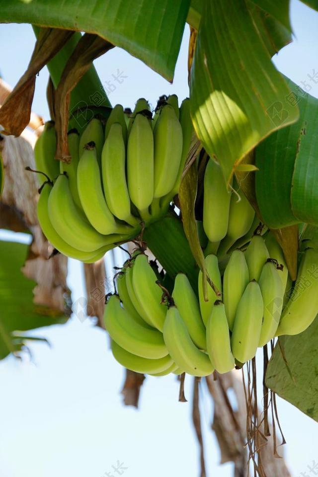 灌木 香蕉 香蕉植物 水果 秆 香蕉树 OBSTBANANE