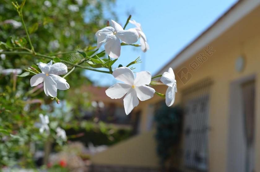 鲜花 茉莉花 白 性质 花园