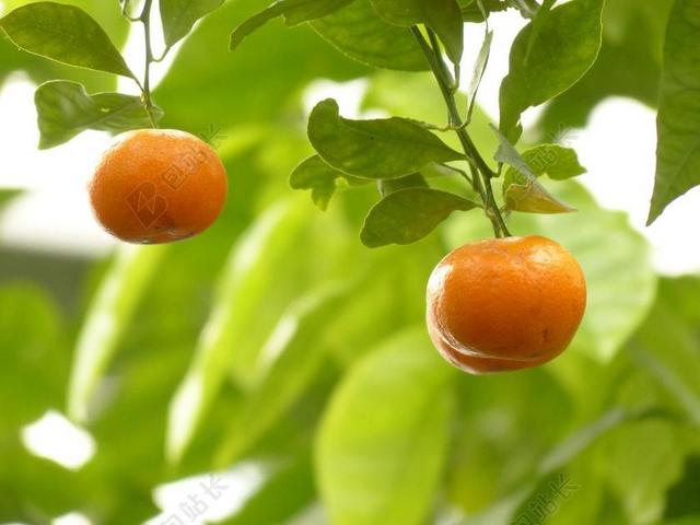 普通话 橙 树 水果 柑橘类水果 CALAMONDINORANGE