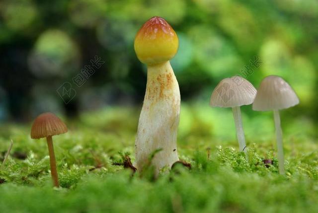 蘑菇 森林 有毒 蘑菇采摘 厂 在篮子里的蘑菇 潮湿 性质