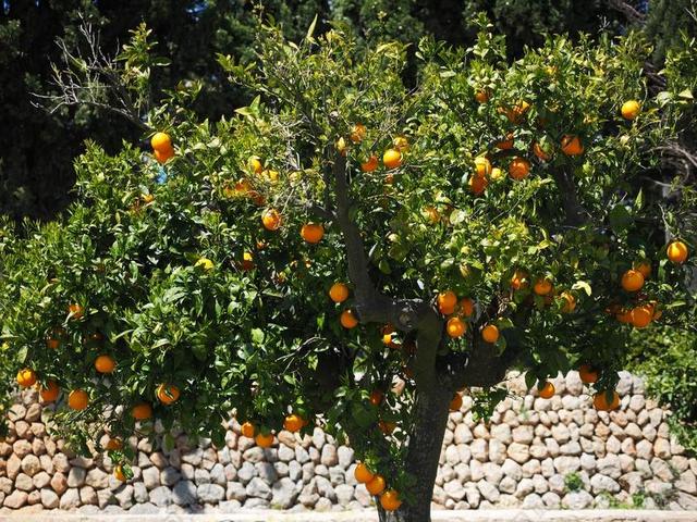 橙 奥兰治格罗夫 种植园 ORANGENGARGEN 橙色鲍姆加滕