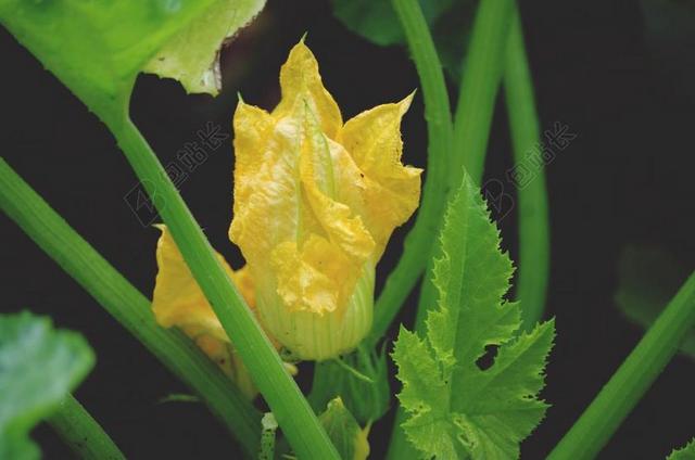 夏南瓜 吃 食品 美味 韭菜 开花 性质 厂 联邦政府