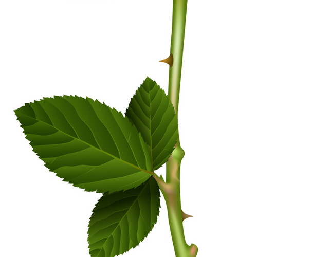 玫瑰花素材