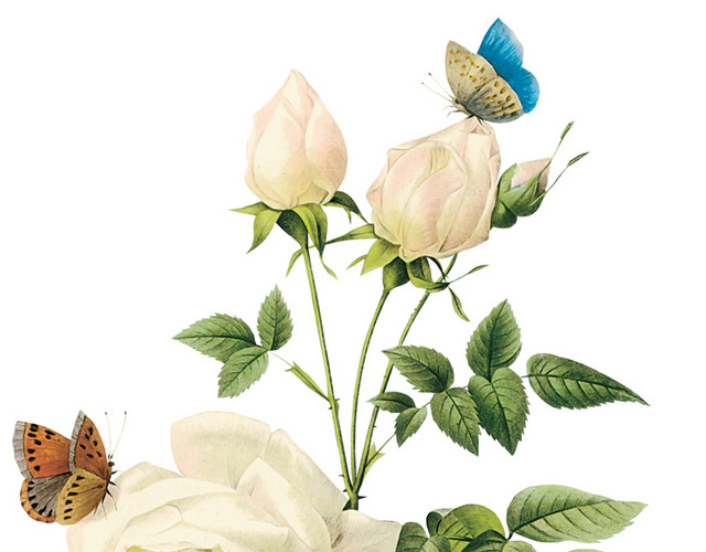 蝴蝶玫瑰花素材