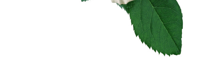 白玫瑰花素材