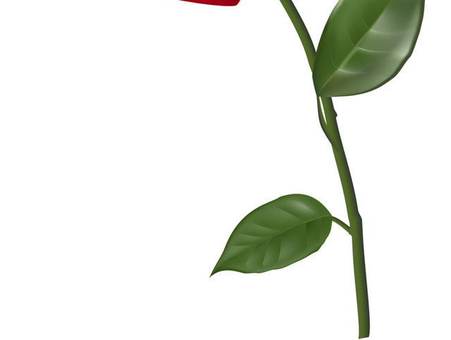 玫瑰花素材