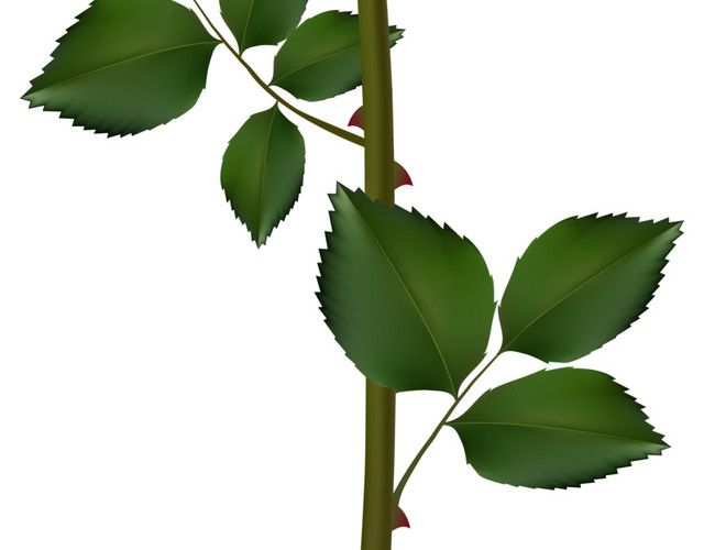 玫瑰花素材