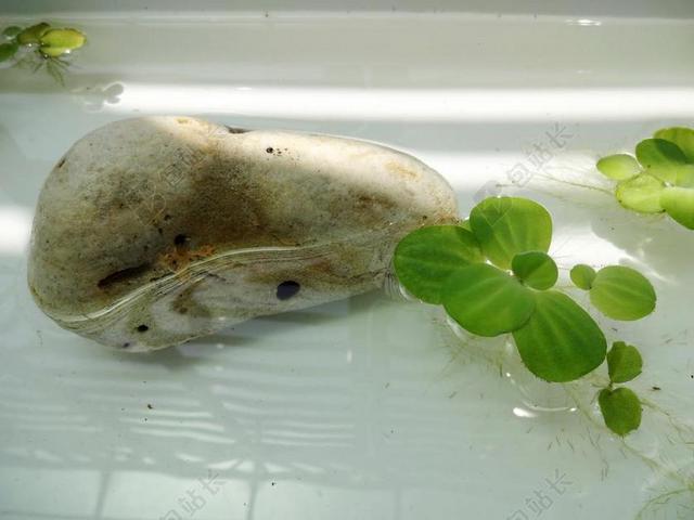 水芙蓉 水草 植物