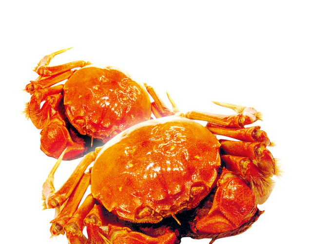 特色秋季秋天美食阳澄湖大闸蟹螃蟹插画配图