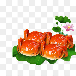 特色秋季秋天美食阳澄湖大闸蟹螃蟹插画配图