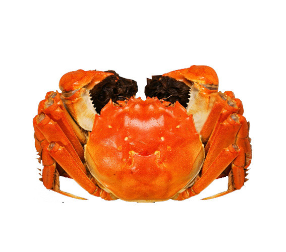 特色秋季秋天美食阳澄湖大闸蟹螃蟹插画配图