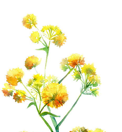 重阳节色彩鲜艳花朵绽放