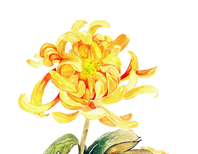重阳节水彩清新花朵绽放