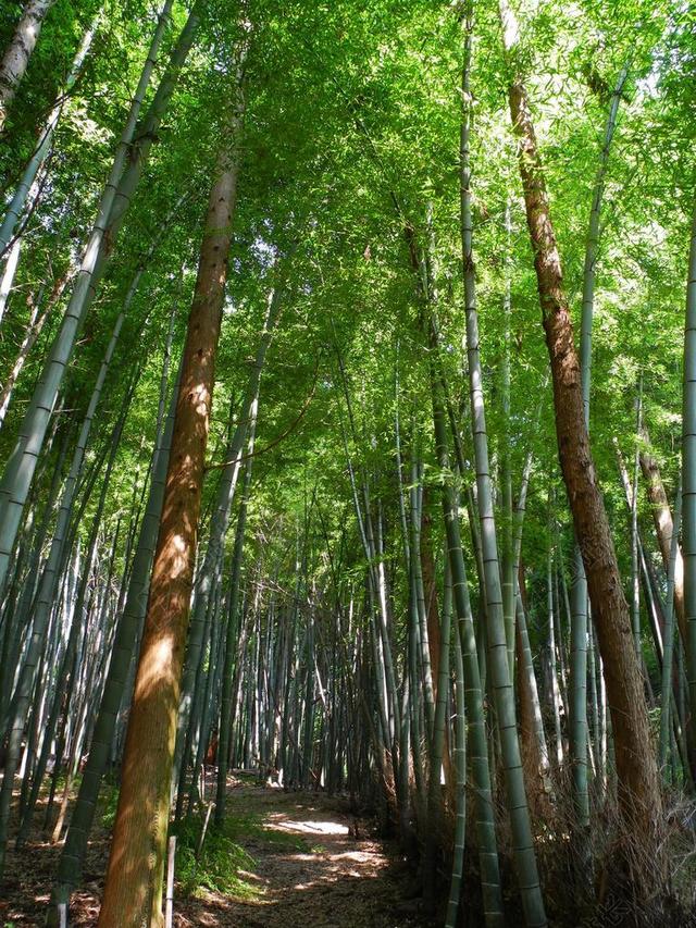 旅游清新自然生态竹林宣传背景图片