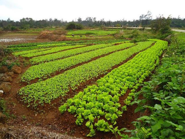 中国 农场 农村 自然 目睹 原野 作物 行 国家 农业