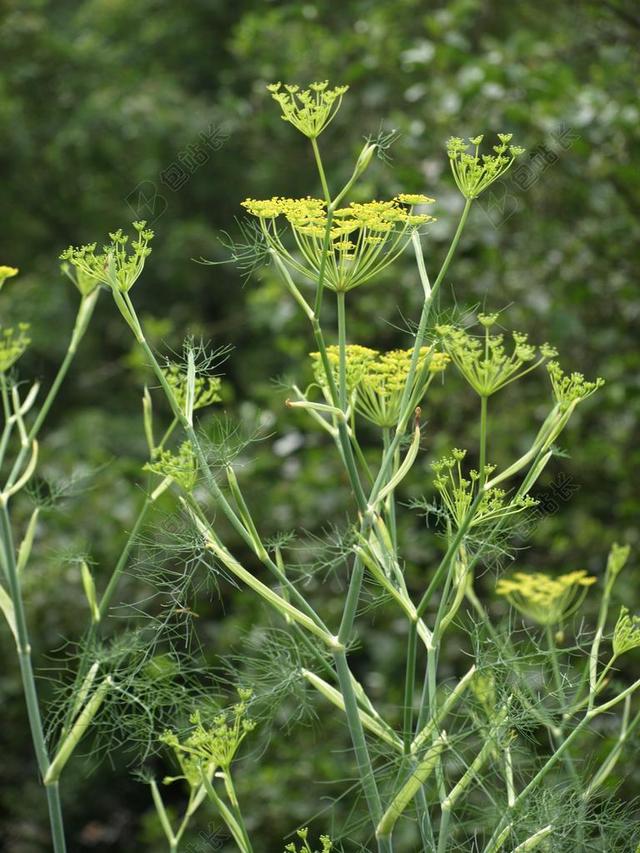 小茴香 小茴香花 香料 药材 花园 夏季 园林植物 草药