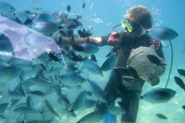 海洋美好自然潜水员与海洋生物嬉戏宣传背景图片