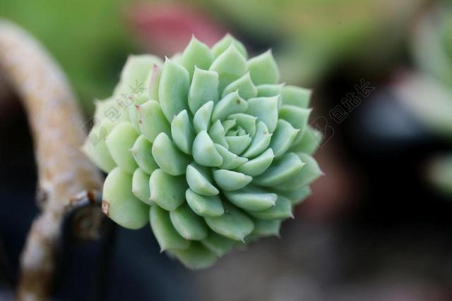 一种肉质植物 肉质 在这 仙人掌 花园 鲜花 植物 花卉园
