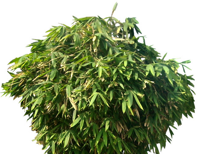 绿色竹子丛素材