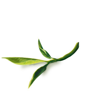 绿叶茶叶叶子素材