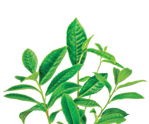 小清新绿叶茶叶素材