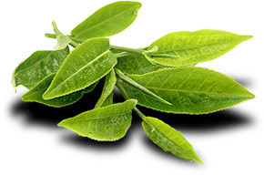 绿色茶叶植物元素