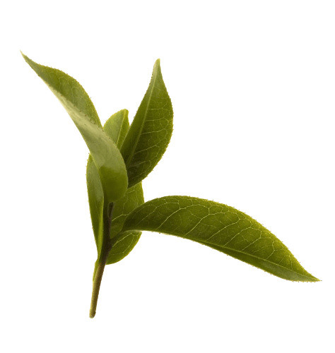 手绘茶叶叶子元素