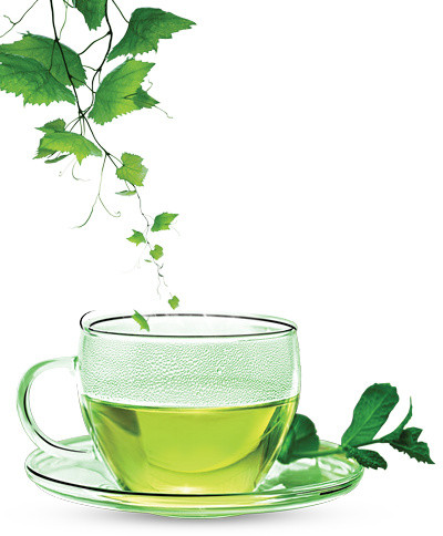 绿茶品茶元素