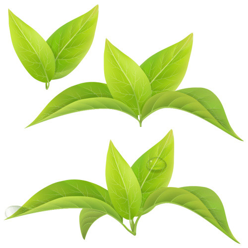 嫩叶茶叶叶子元素