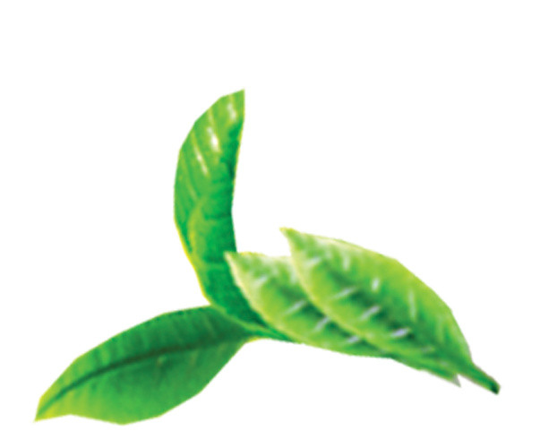 手绘绿叶茶叶素材