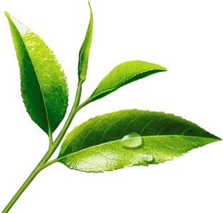 茶叶嫩叶叶子素材