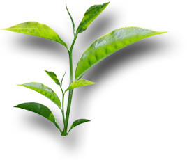 清新绿叶茶叶素材