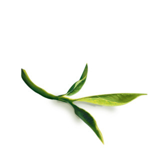 嫩芽茶叶元素