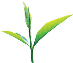茶叶嫩芽叶子元素