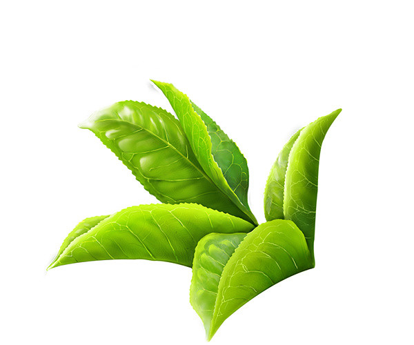 嫩绿茶叶叶子素材