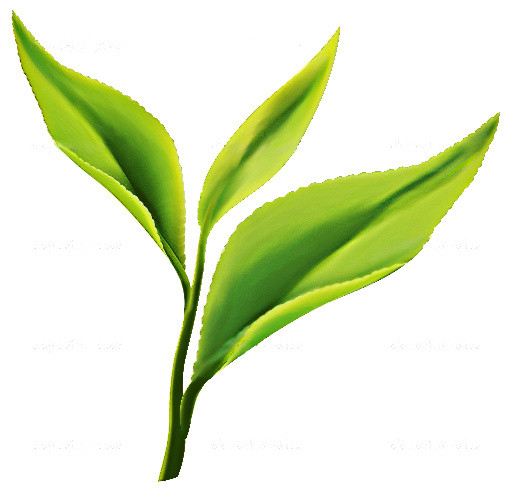 清新茶叶植物元素