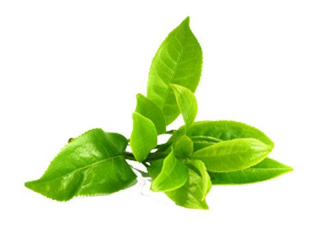 小清新嫩叶茶叶元素