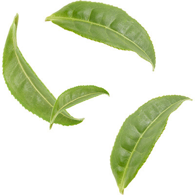 茶叶叶子植物素材