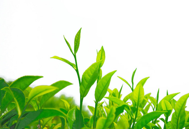 清明节春天嫩芽茶叶素材