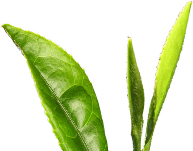 春天茶叶嫩芽元素