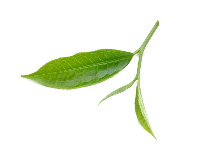 茶叶嫩芽植物元素