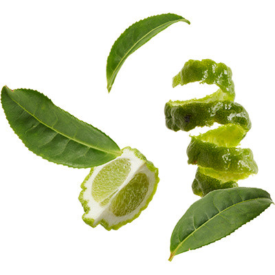 绿叶茶叶素材